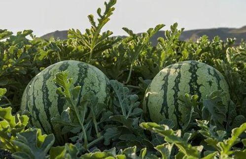 广西吃瓜网红,揭秘当地美食风潮背后的故事  第2张
