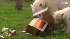 今日动物爆料最新消息,揭秘神秘生物新发现  第3张